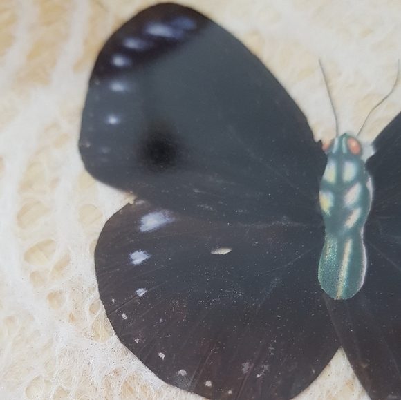 1970s Pressed Butterfly Bamboo Coaster & Tray Set - Picture 8 of 11